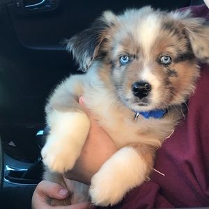 Meet your Posher, Ciera